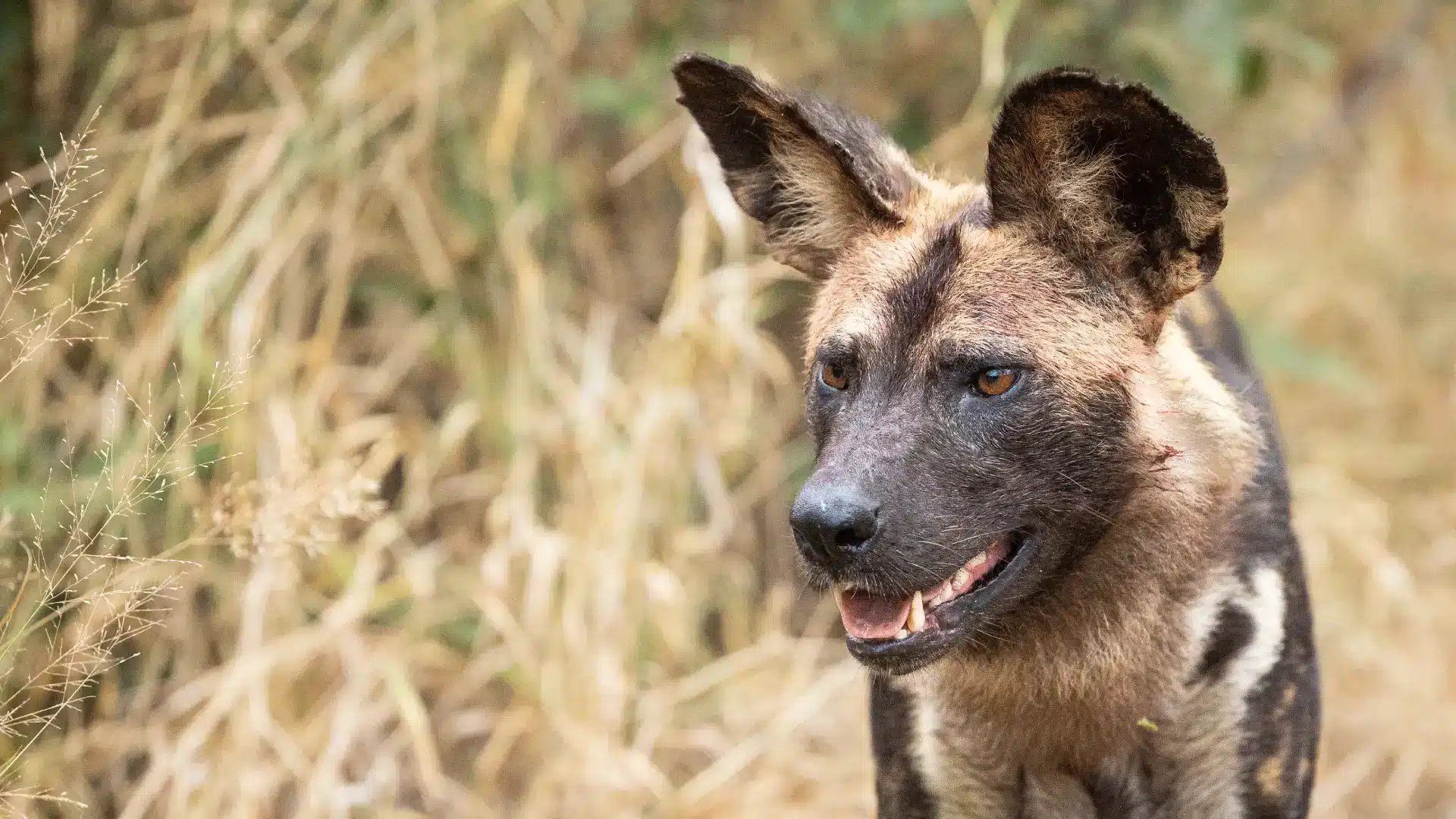 African painted dog