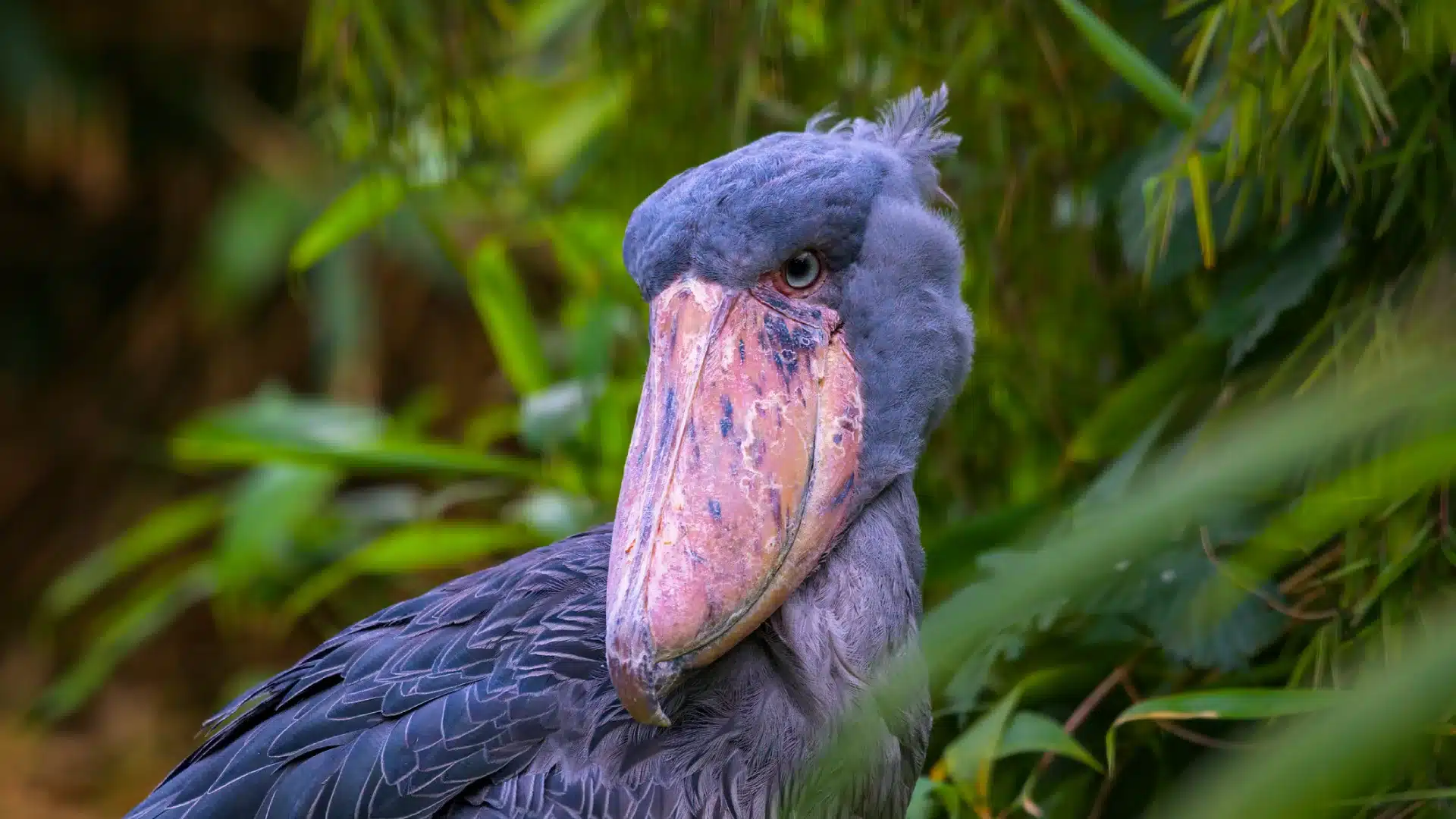 Shoebill