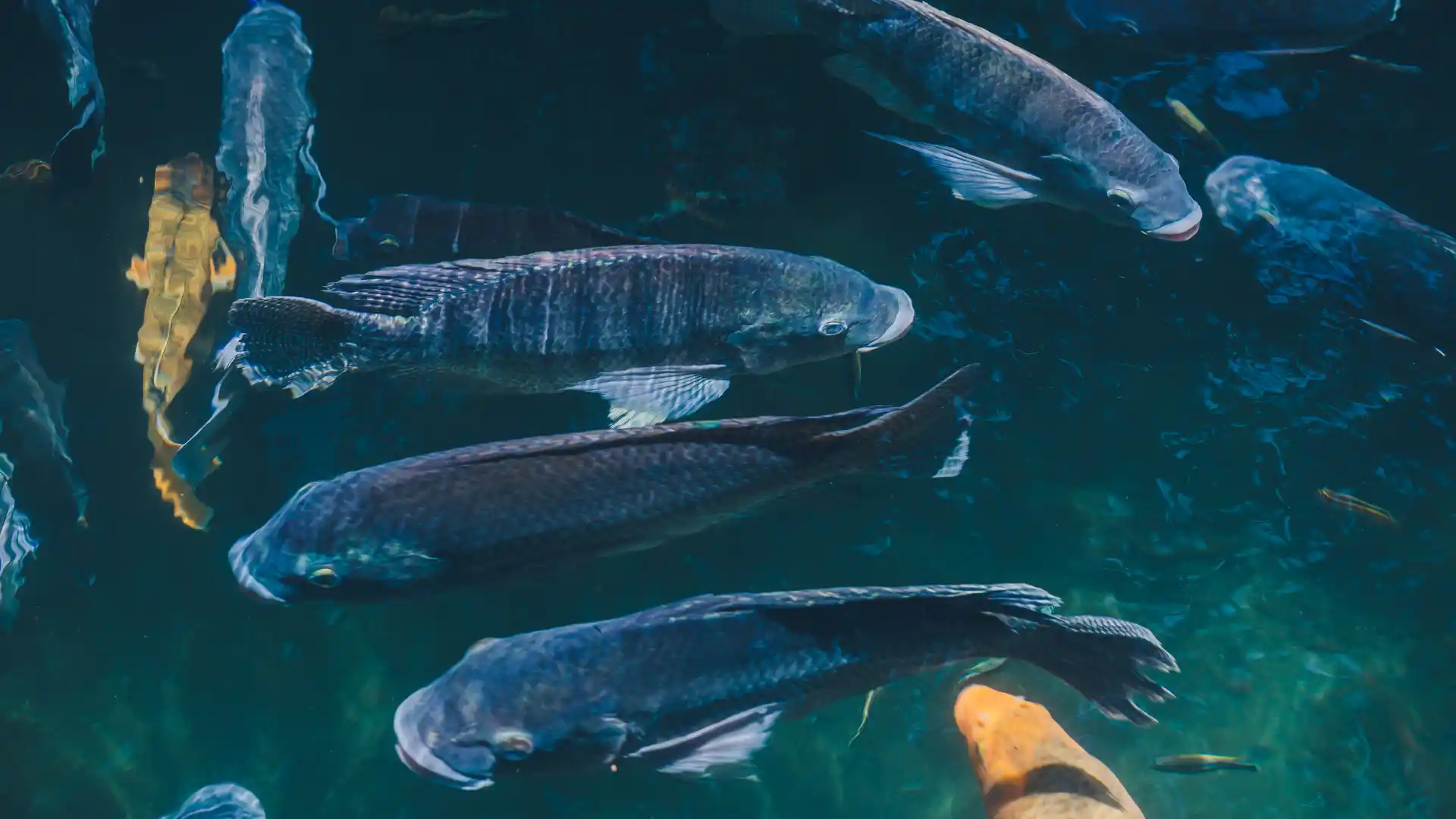 tilapia from above